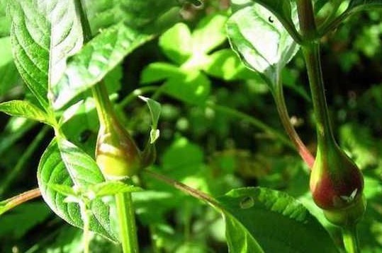 Achyranthes bidentata Blume.