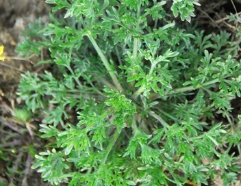 Artemisia capillaris Thunb.