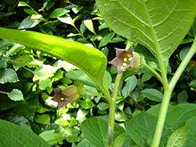 Atropa belladonna L.