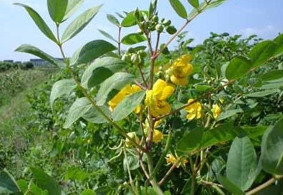 Cassia occidentalis L.