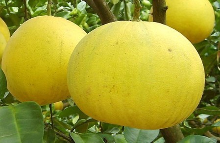 Citrus maxima (Burm.) Merr. cv. Wentan