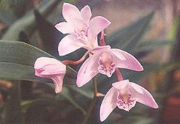 Dendrobium Sw