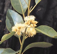 Eucalyptus globulus Labill.