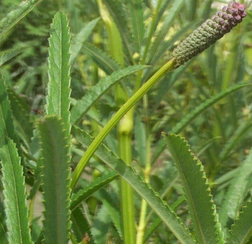 Sanguisorba officinalis L. var. longifolia (Bert.) Yü et Li