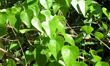 Stephania japonica (Thunb.) Miers