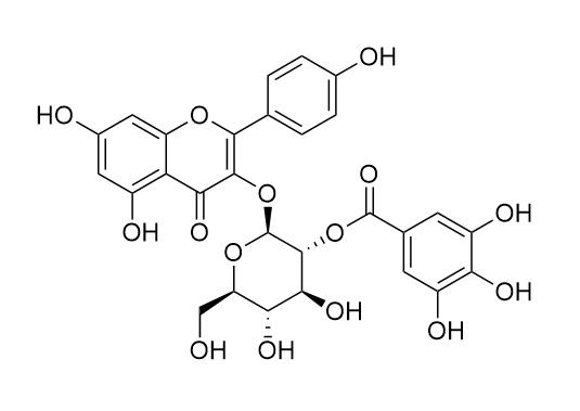 Kaempferol 3-(2-galloylglucoside)