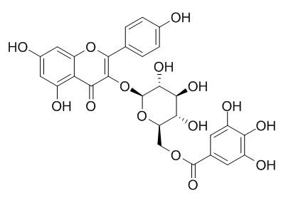 Kaempferol 3-O-(6-galloyl)-beta-D-glucopyranoside