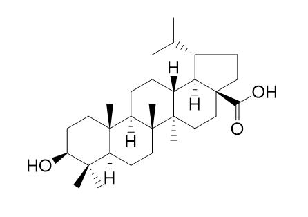 Dihydrobetulinic acid